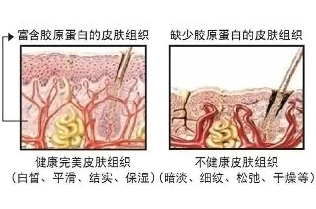 科普：解密「三相衰老」的真相