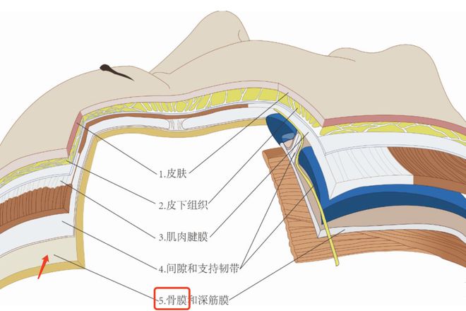 科普：解密「三相衰老」的真相